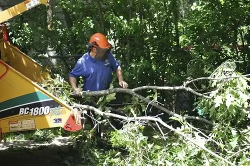tree services Mineola
